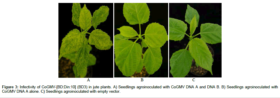 plant-pathology-microbiology-Seedlings-agroinoculated