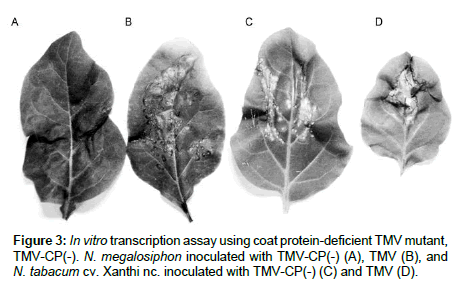 plant-pathology-microbiology-transcription-assay