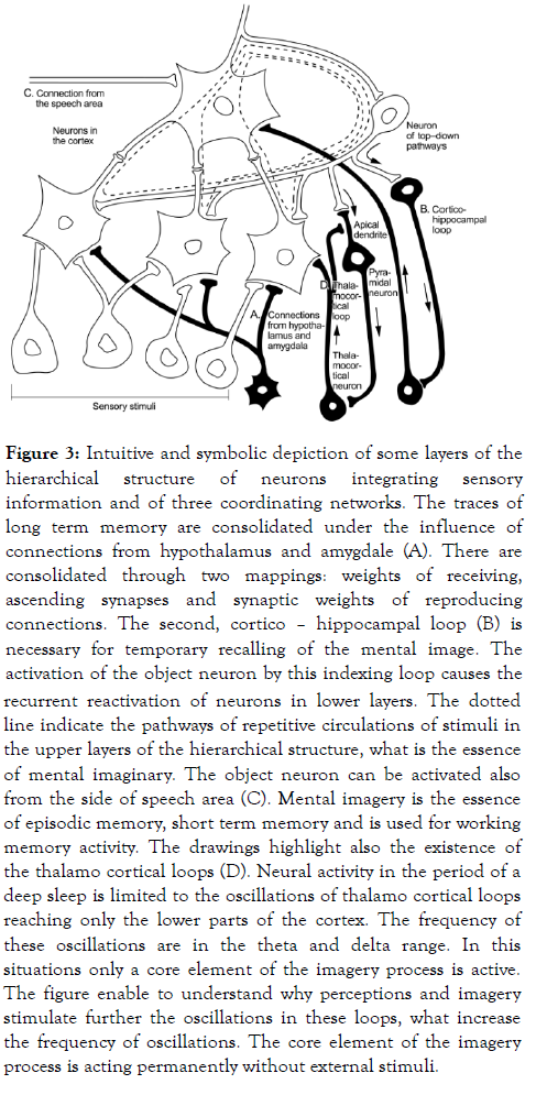 aging-science-Neural