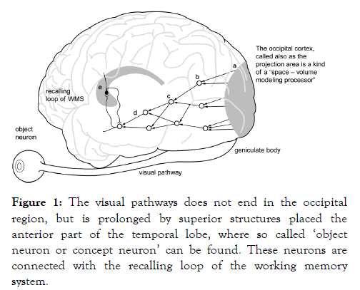 aging-science-memory