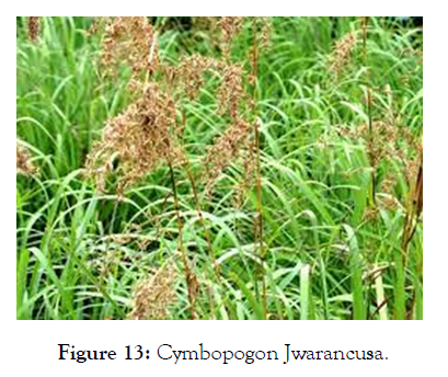 agrotechnology-Jwarancusa