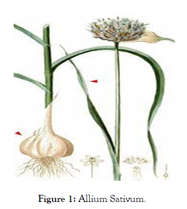 agrotechnology-Sativum