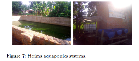 aquaculture-research-development-aquaponics