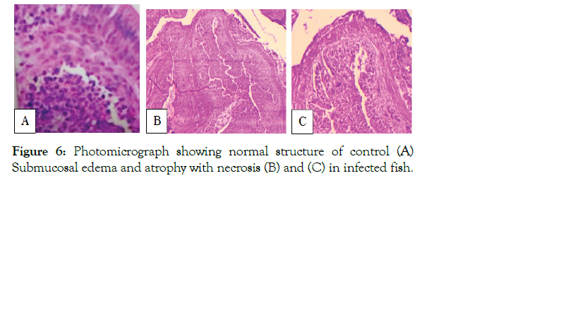 aquaculture-research-development-atrophy-necrosis