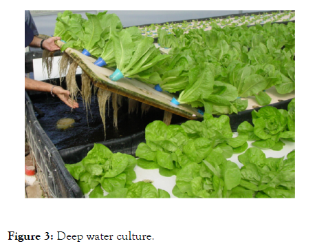 aquaculture-research-development-culture