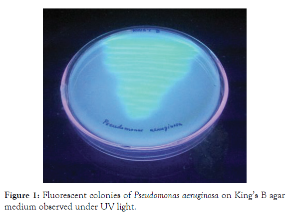 aquaculture-research-development-fluorescent-colonies