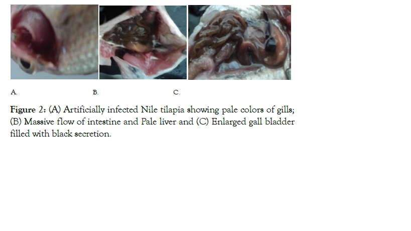 aquaculture-research-development-gills