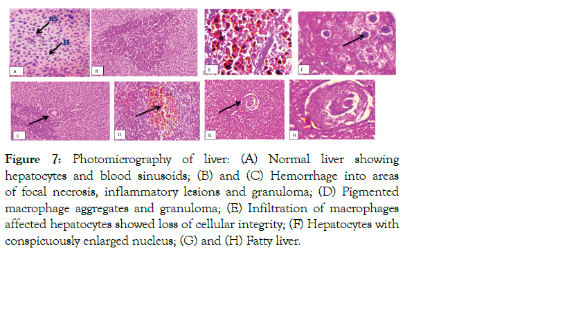 aquaculture-research-development-granuloma