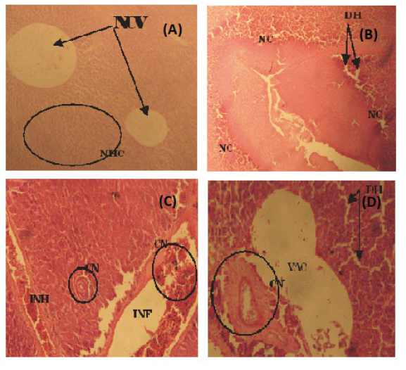 aquaculture-research-development-hepatocytes