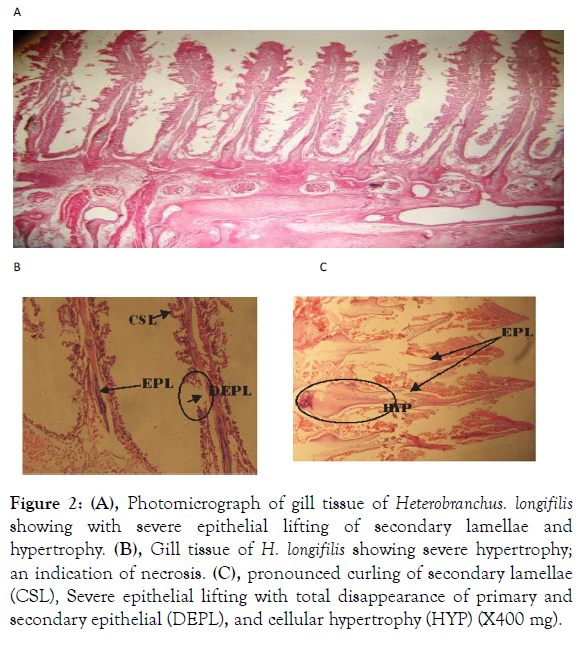 aquaculture-research-development-heterobranchus