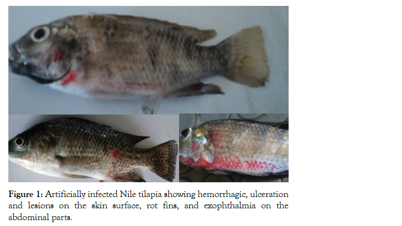 aquaculture-research-development-nile-tilapia