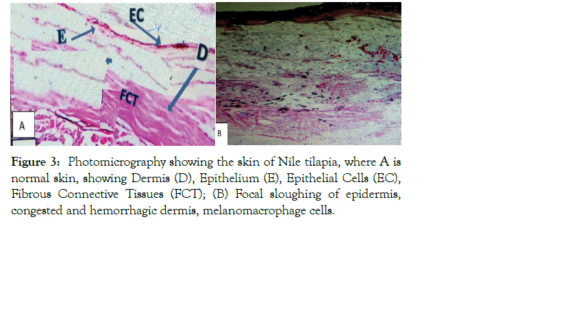 aquaculture-research-development-photomicrography