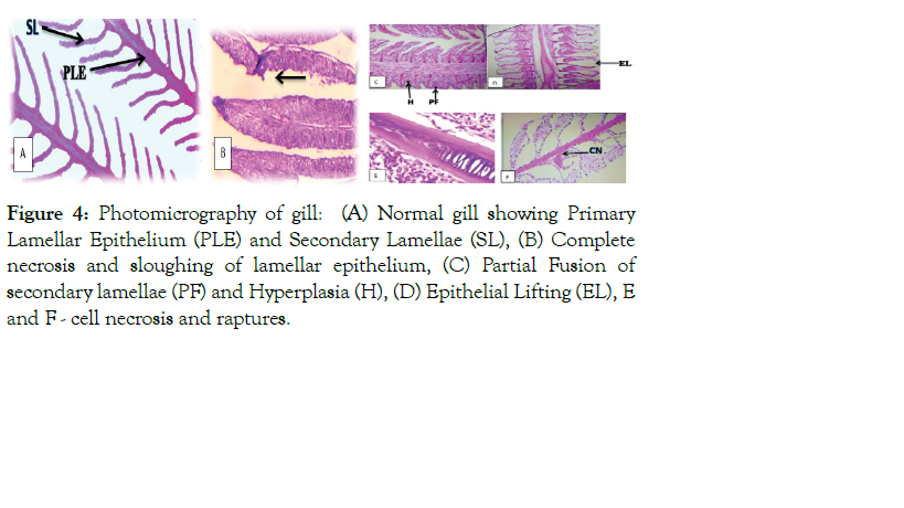 aquaculture-research-development-photomicrography-gill