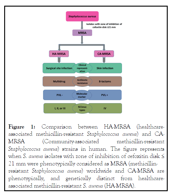 bacteriology-parasitology-staphylococcus