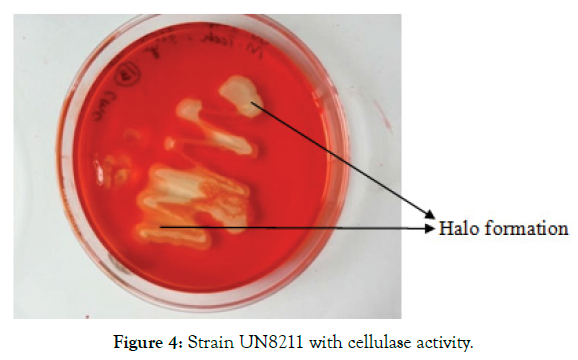 biomolecular-research-therapeutics-cellulase