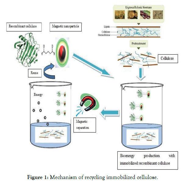 biomolecular-research-therapeutics-cellulose