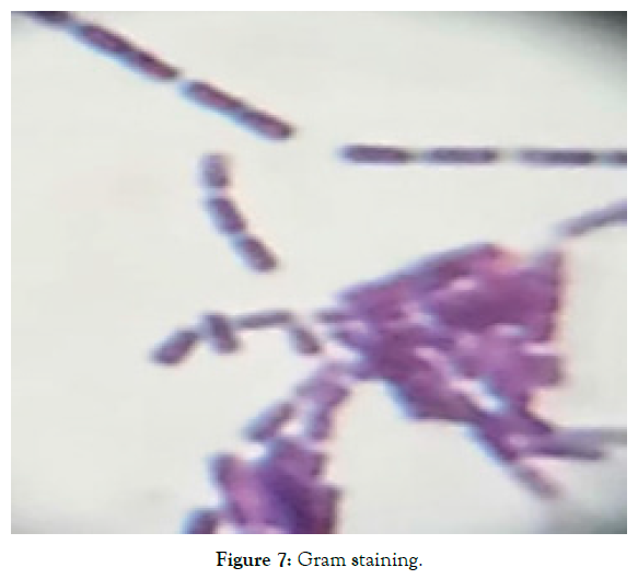 biomolecular-research-therapeutics-gram-staining