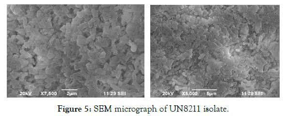 biomolecular-research-therapeutics-micrograph