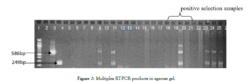 food-processing-agarose