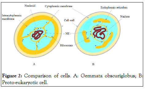 gene-technology-gemmata