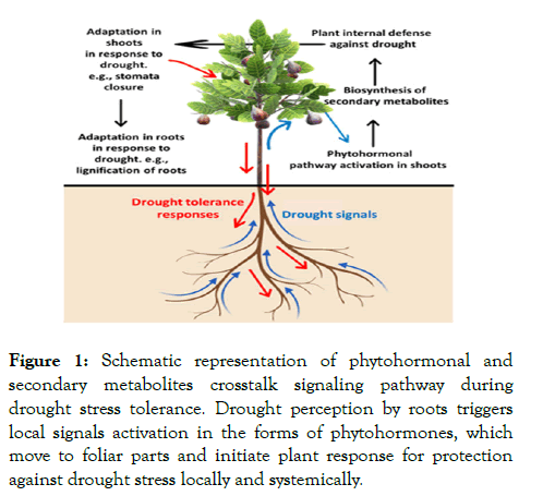 gene-technology-phytohormonal