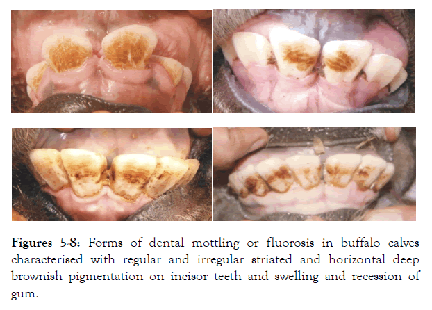 global-journal-biology-agriculture-health-sciences-mottling