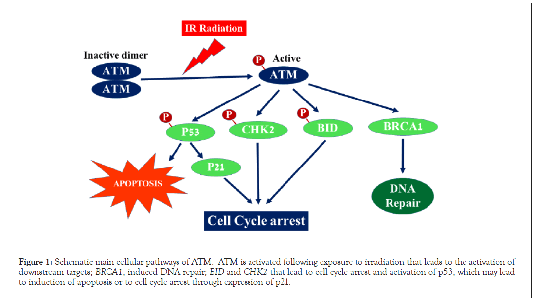 hereditary-genetics-cellular