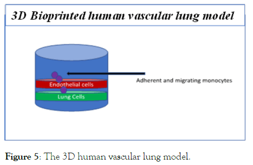 vascular