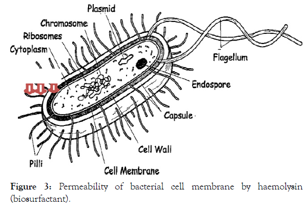 petroleum-environmental-biotechnology-bacterial-cell