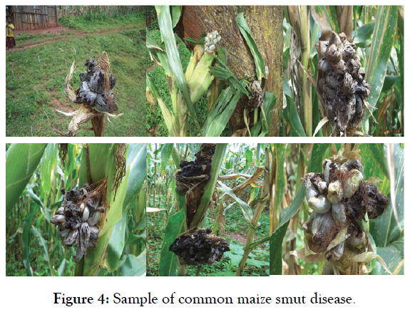 plant-pathlogy-microbiology-smut-disease