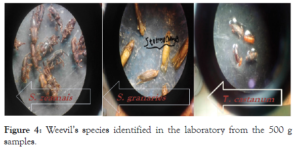 plant-pathlogy-microbiology-species-identified