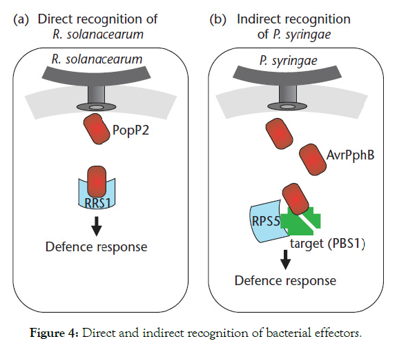 plant-pathology-bacterial-effectors