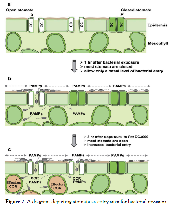 plant-pathology-bacterial-invasion