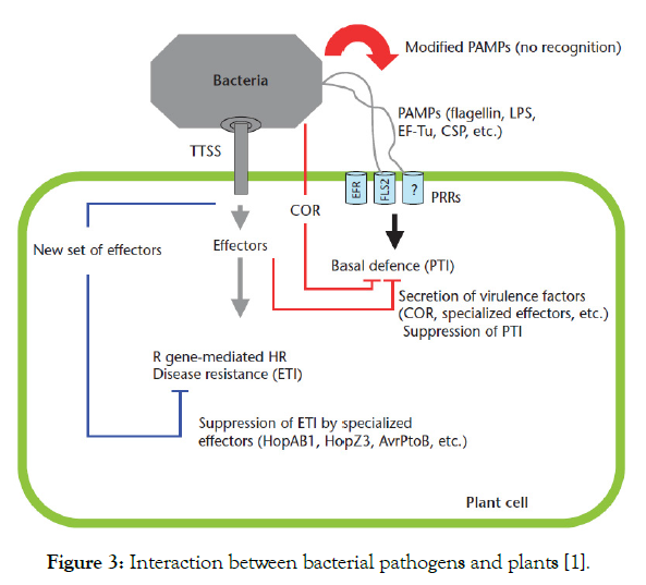 plant-pathology-bacterial-pathogens