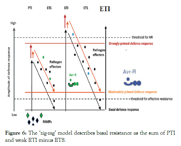 plant-pathology-basal-resistance