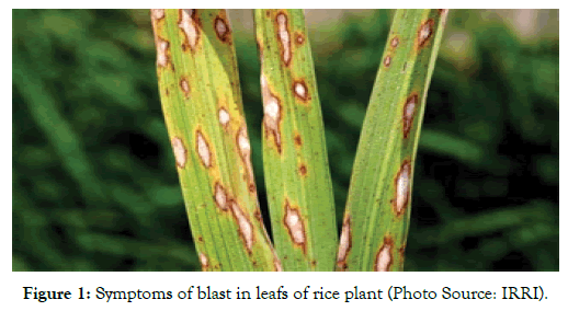 plant-pathology-blast-leafs