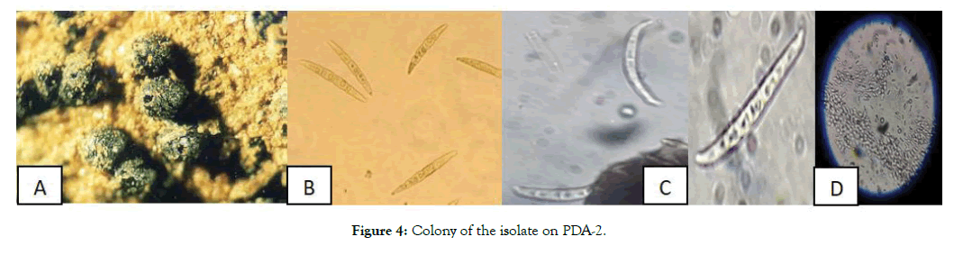 plant-pathology-colony-isolate