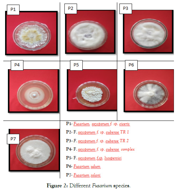 plant-pathology-fusarium-species