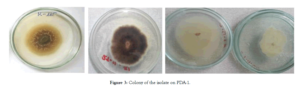 plant-pathology-isolate