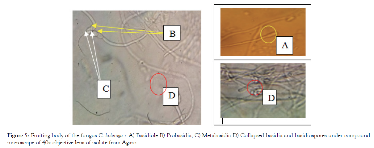 plant-pathology-microbiology-basidiospores
