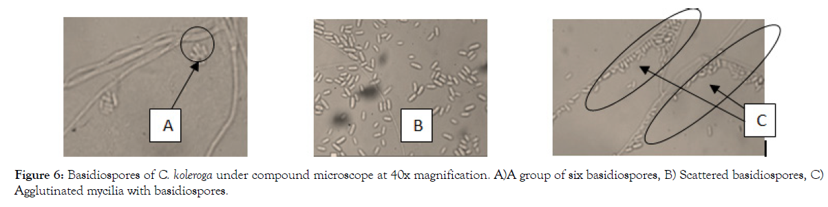 plant-pathology-microbiology-basidiospores