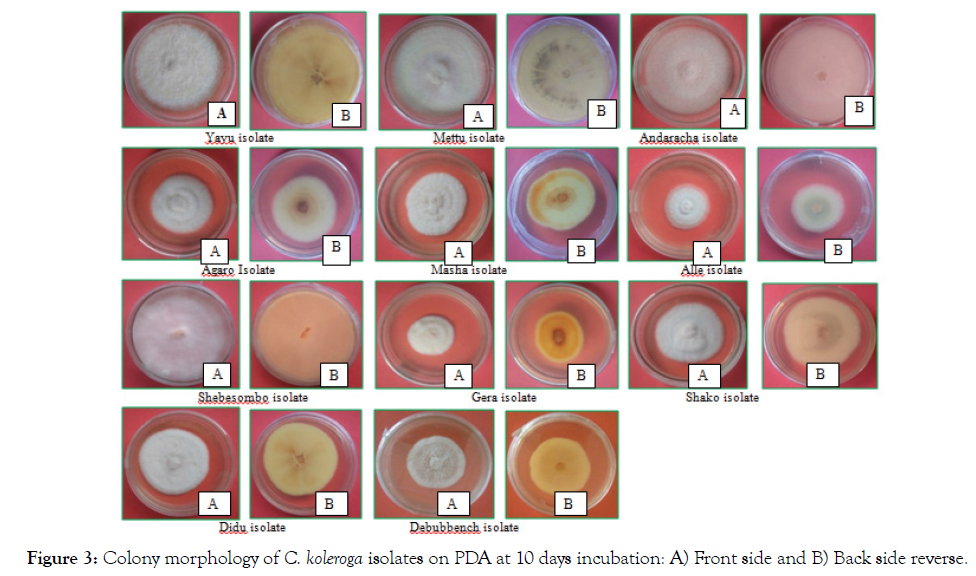 plant-pathology-microbiology-colony-morphology