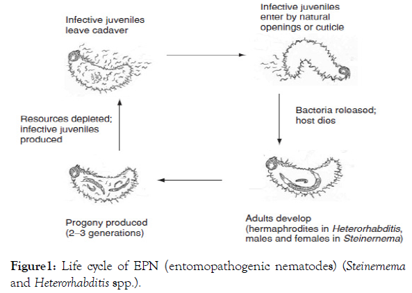 plant-pathology-microbiology-entomopathogenic