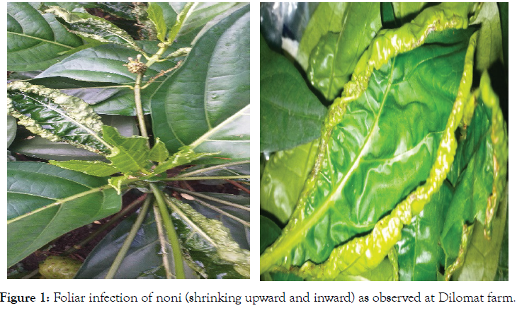 plant-pathology-microbiology-foliar