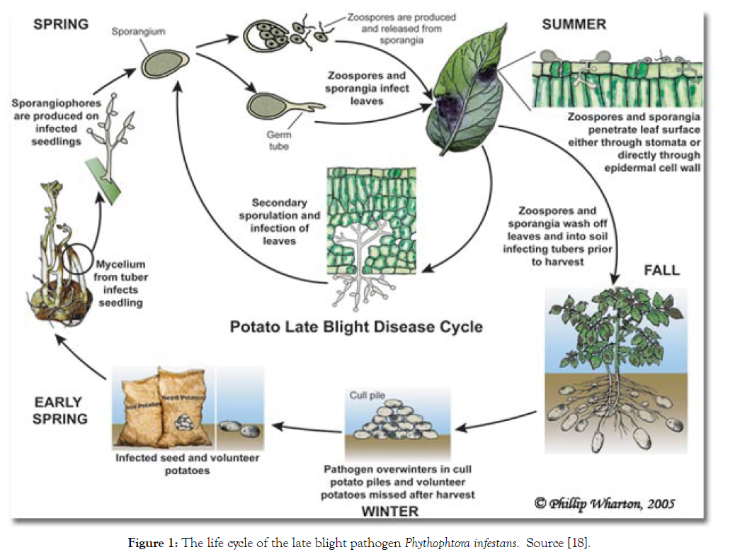 plant-pathology-microbiology-infestans