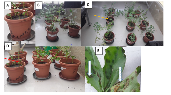 plant-pathology-microbiology-olpidium