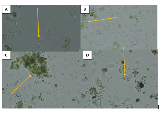 plant-pathology-microbiology-olympus