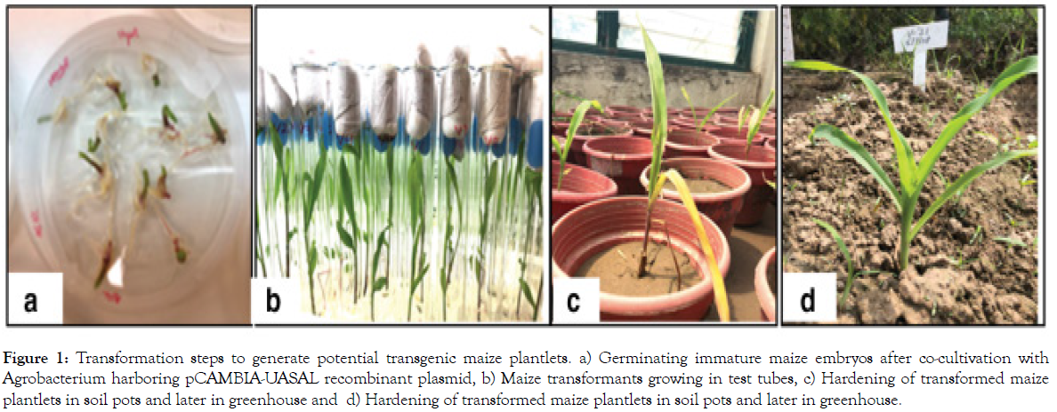 plant-pathology-microbiology-plantlets