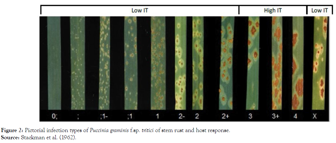 plant-pathology-pictorial-infection