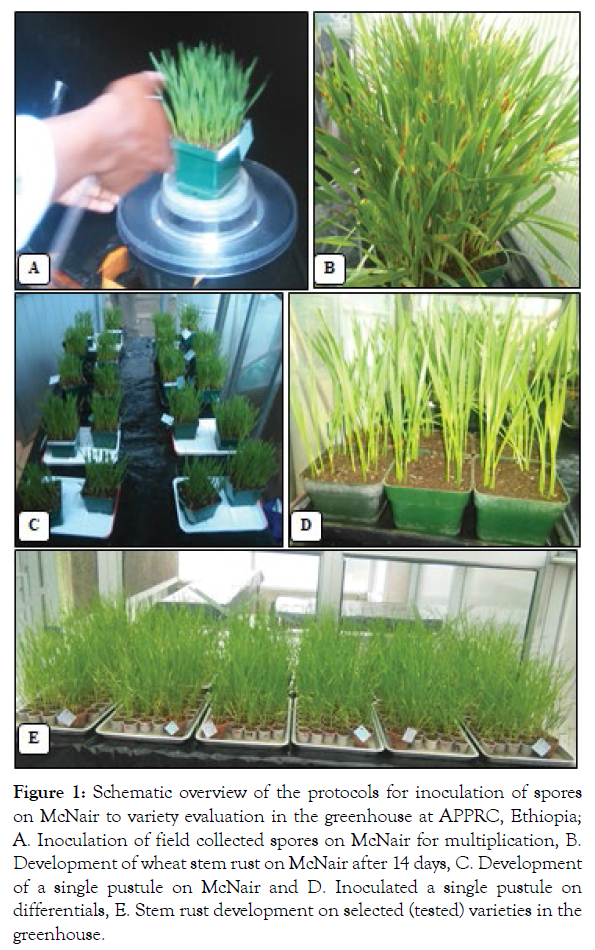 plant-pathology-schematic-overview